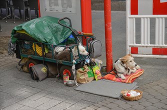 Dogs homeless