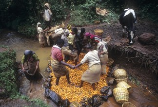 Cleaning of carrots in a stream at Ooty
