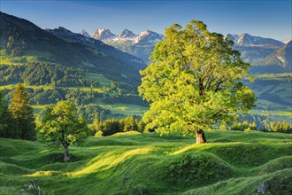 Sycamore maple in front of snow-capped Churfirsten peaks at sunrise in spring near Ennetbuehl in Toggenburg