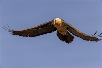 Bearded vulture (Gypaetus barbatus) adult in flight against the blue sky