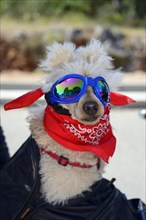 Small dog with sunglasses and scarf on motorbike