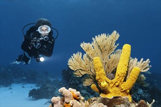 Diver looking at yellow green candle sponge (Aplysina fistularis) and Bent Sea Rod (Plexaura flexuosa) on coral reef