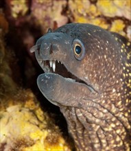 Close-up of head of Mediterranean moray (Muraena helena) eel