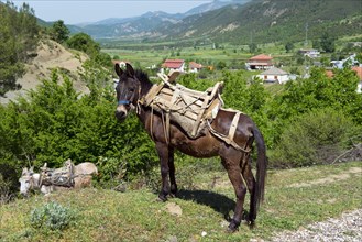Mule with pack saddle