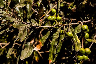 Nut fruits of the macadamia tree