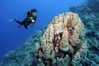 Diver looking at and illuminating Dome coral (Porites nodifera)