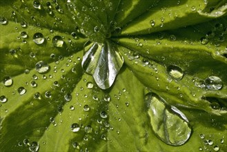 Water droplets on a leaf of Lady's mantle (Alchemilla)