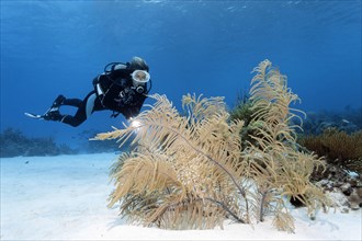 Diver looking at Slimy Sea Plume (Pseudopterogorgia americana) on sandy bottom