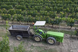 Tractor with trailer for grape harvest