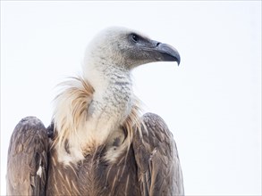 Griffon vulture (Gyps fulvus)