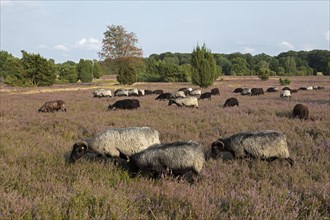 Heidschnucken herd