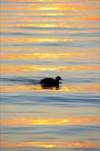 Eurasian Coot Sihouette and Reflecting Sunbeams on Water Surface at Lake Constance
