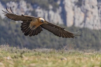 Bearded vulture (Gypaetus barbatus) adult in flight in front of mountains during landing