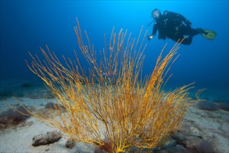 Atlantic shrub gorgonian (Muricea atlantica)