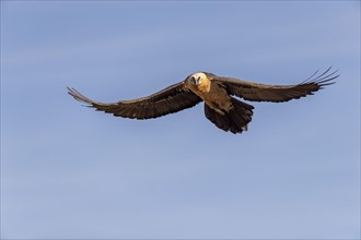 Bearded vulture (Gypaetus barbatus) adult in flight against the blue sky