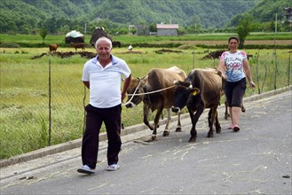 Man and woman with cows