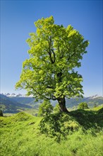 Freestanding sycamore maple in mountain spring
