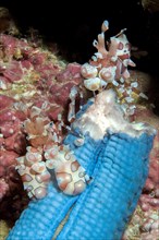 Pair of Eastern harlequin shrimp (Hymenocera picta) eating blue Linckia (Linckia laevigata)