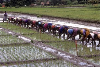 Rice paddy seedlings transplanting the field