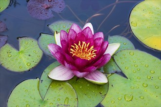 Pink Water lily (Nymphaea)