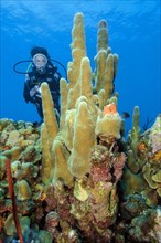 Diver looking at Pillar coral (Dendrogyra cylindrus)