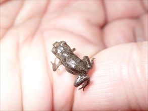 Small Common frog (Rana temporaria) on the hand of a human