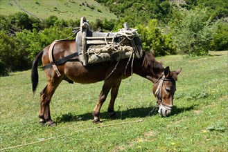 Mule with pack saddle
