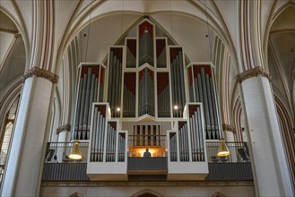 Main organ