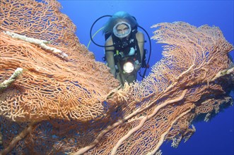 Diver looking at large Giant Sea Fan (Annella mollis)