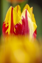 Tulip flaming heart