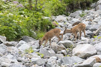 Fawns (Capreolus capreolus) crossing scree field on mountain slope
