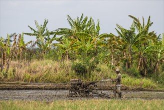 Farmer working in the rice field