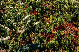 Coffee bushes with fruits and flowers