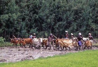 Ploughing rice field in Coimbatore