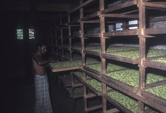 Curing of cardamom in Vandanmedu