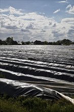 Asparagus fields covered with black plastic for early ripening