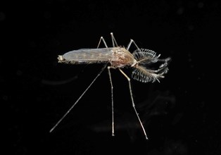 Northern house mosquito (Culex pipiens)