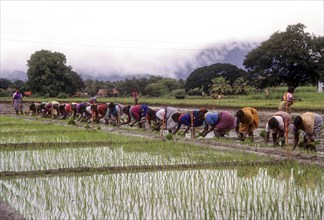 Rice paddy seedlings transplanting the field