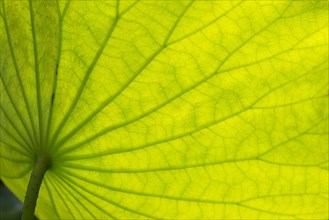 Structure of lotus (Nelumbo) leaf in backlight