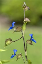 Sky-blue dayflower (Commelina coelestis)