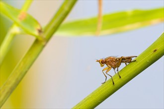 Marsh fly (Sciomyzidae) on reed stalk
