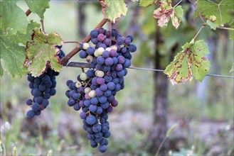 Blue grapes in the Saint Emilion wine region