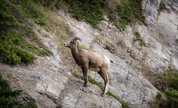 Bighorn sheep (Ovis canadensis) on a rock face