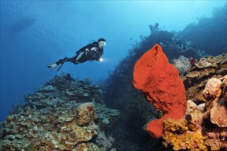 Diver on steep wall with Strawberry vase sponge (Mycale laxissima)