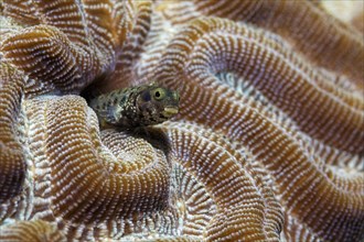 Banded pike blenny (Acanthemblemaria maria)