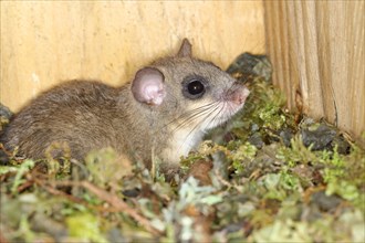 Edible dormouse (Glis glis) in a nest box as a summer roost