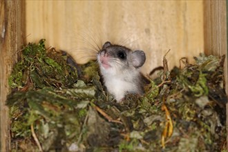 Edible dormouse (Glis glis) in a nesting box as a summer roost