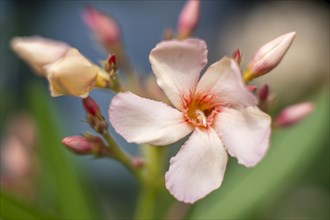 Flower of the Oleander (Nerium oleander)