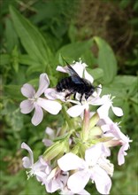 Violet carpenter bee (Xylocopa violacea) collecting nectar