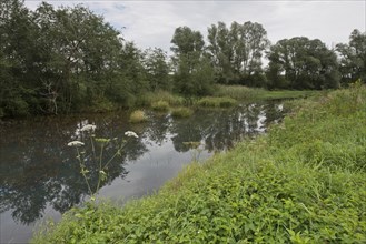 Lower Inn alluvial forest reserve